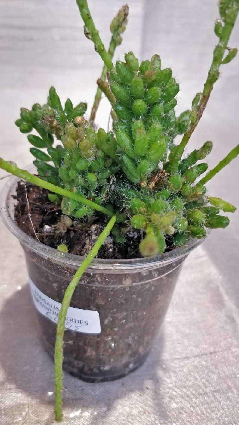 Rhipsalis Mesembryantnemoides - Image 7