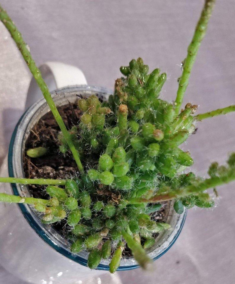 Rhipsalis Mesembryantnemoides - Image 5