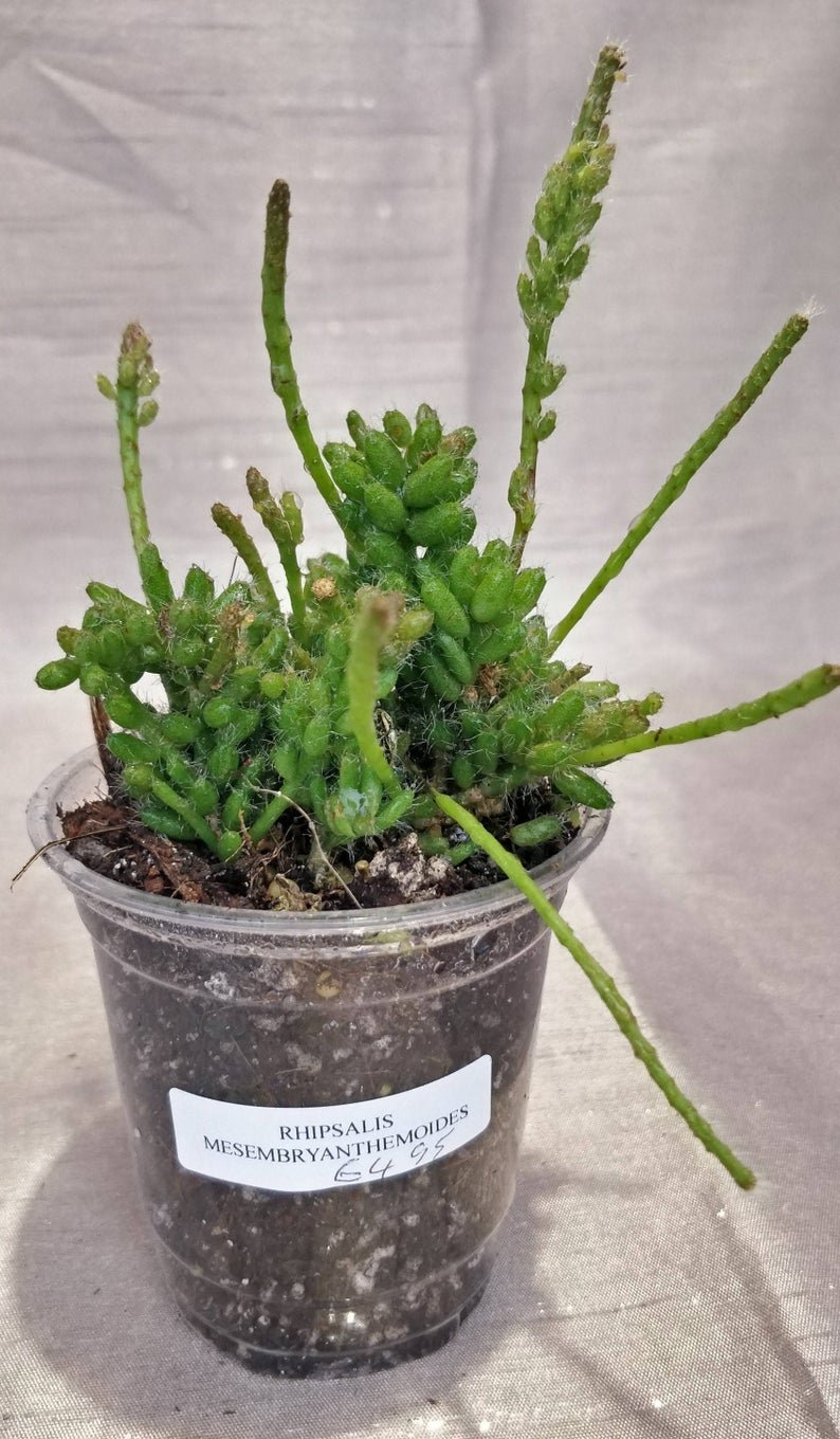 Rhipsalis Mesembryantnemoides - Image 4