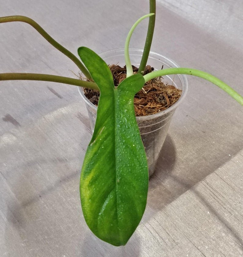 Philodendron 69686 - Image 2