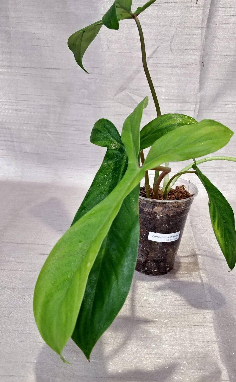 Philodendron 69686 - Image 3