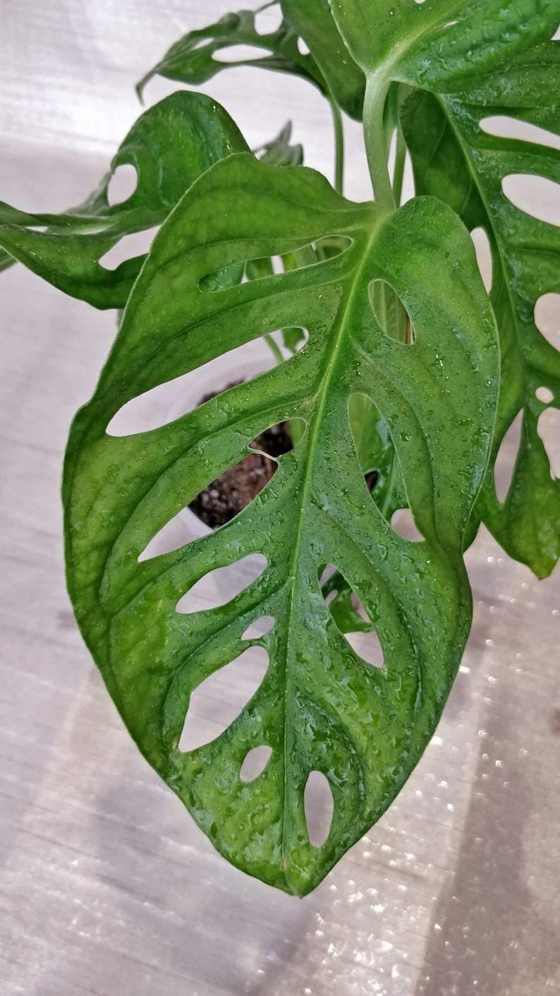 Monstera Lechleriana - Image 9