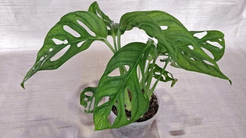 Monstera Lechleriana - Image 2