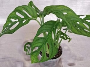Monstera Acuminata (Large)