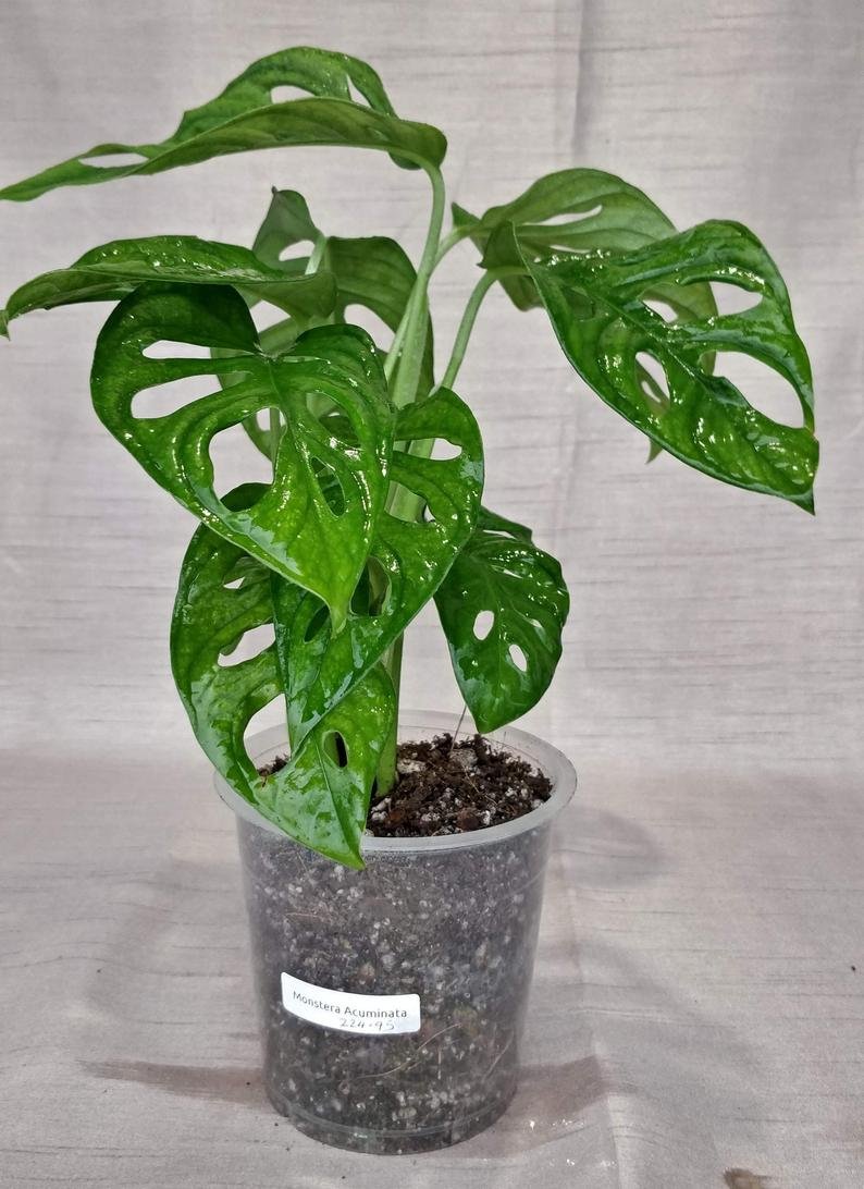 Monstera Lechleriana - Image 8