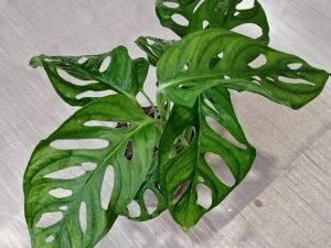 Monstera Lechleriana