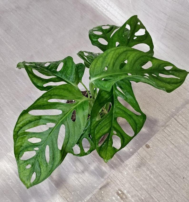 Monstera Lechleriana