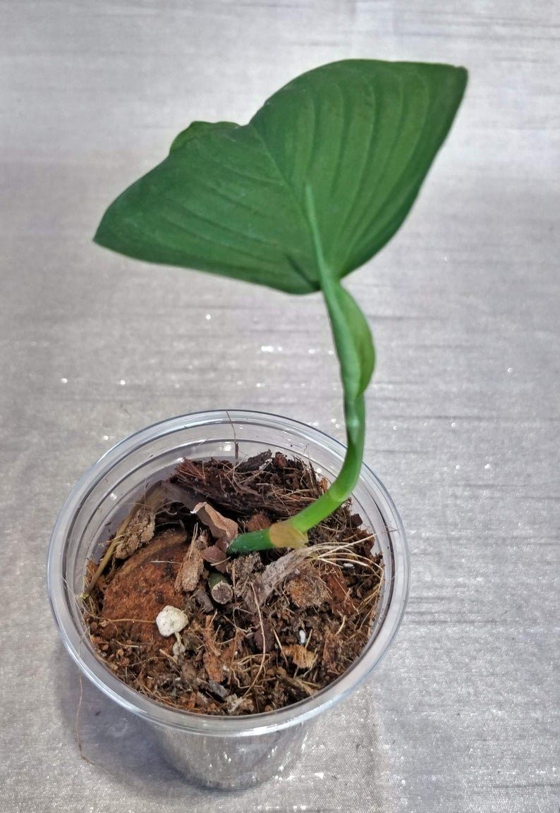 Philodendron Fibraecataphyllum - Image 2