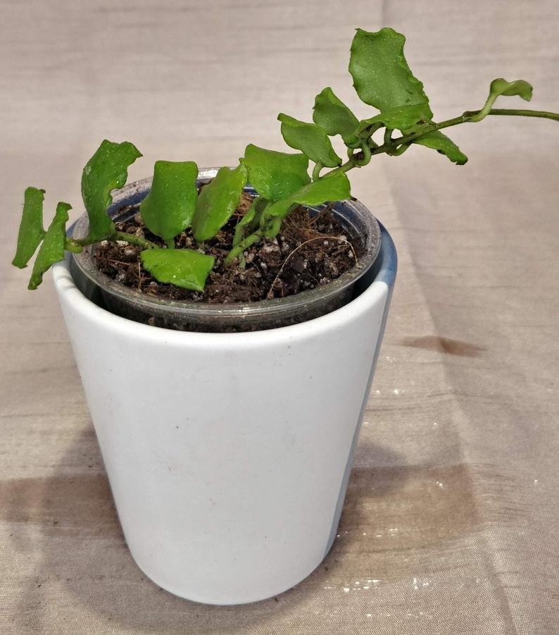 Hoya Kanyakumariana B - Image 8