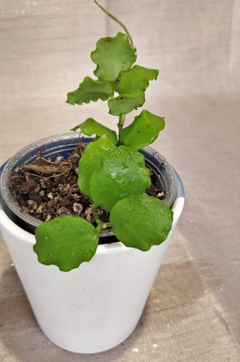 Hoya Kanyakumariana B - Image 7