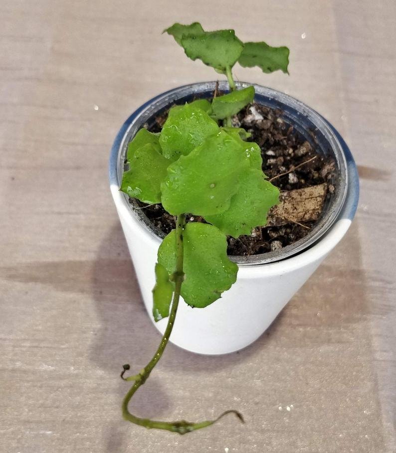 Hoya Kanyakumariana B - Image 6