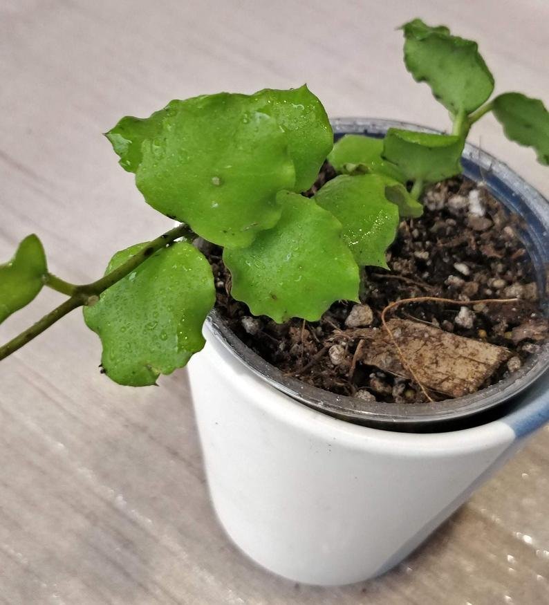 Hoya Kanyakumariana B - Image 5