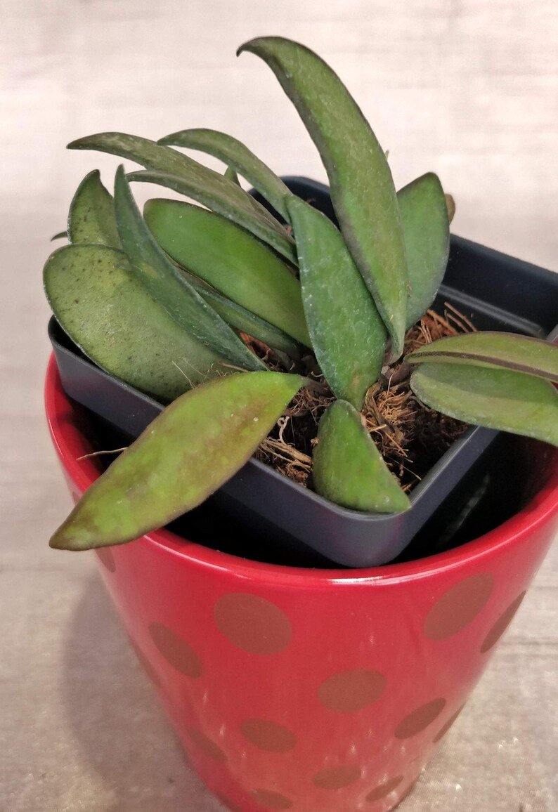 Hoya Rosita (Small) - Image 3