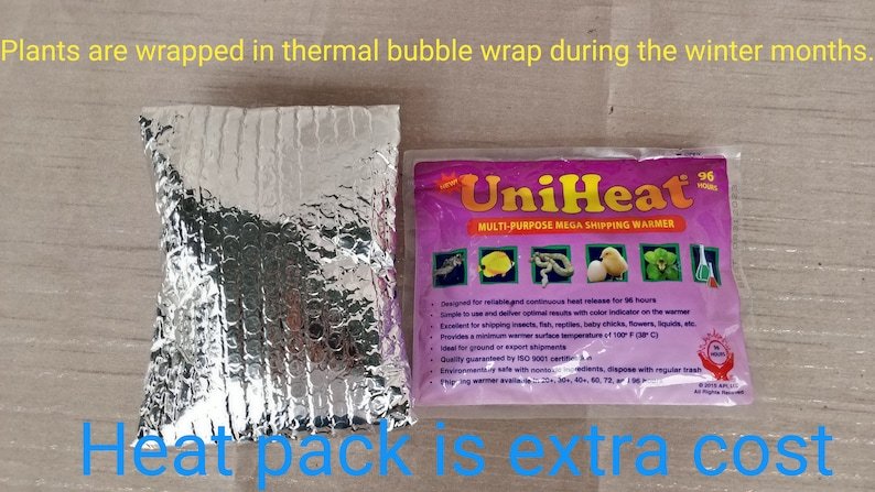 Hoya Rosita (Small) - Image 4