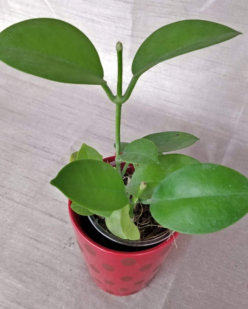 Hoya Autralis - Image 7