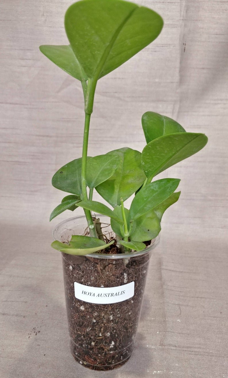 Hoya Autralis - Image 6