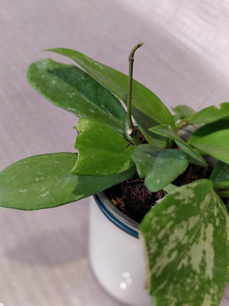 Hoya Publicalyx Splash - Image 9