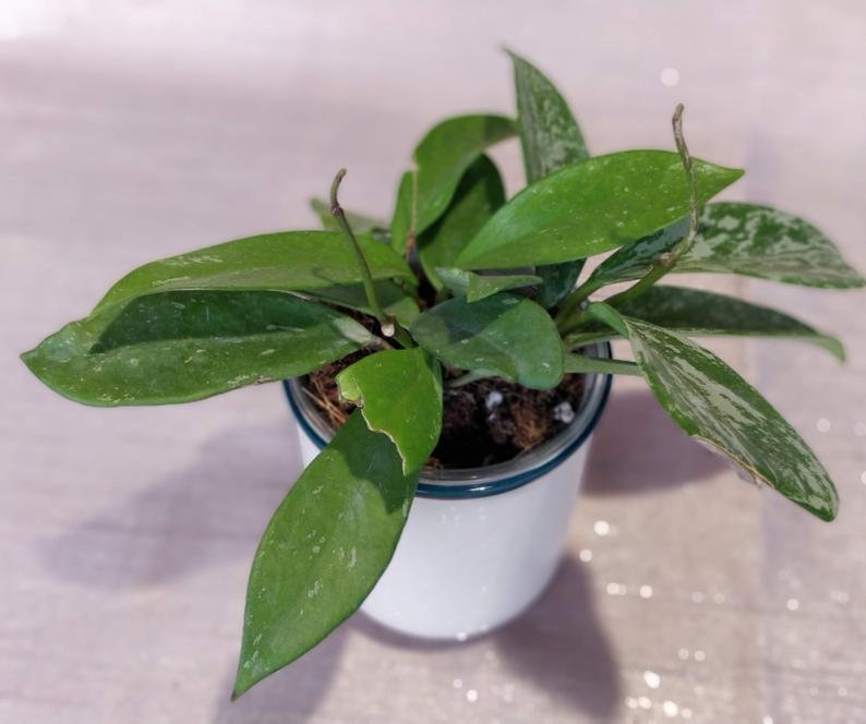 Hoya Publicalyx Splash - Image 8