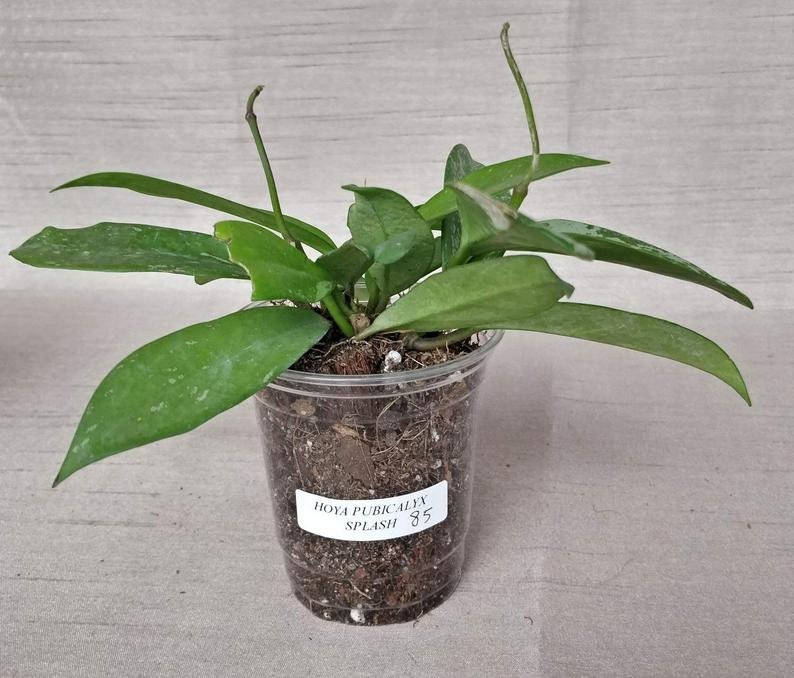 Hoya Publicalyx Splash - Image 7