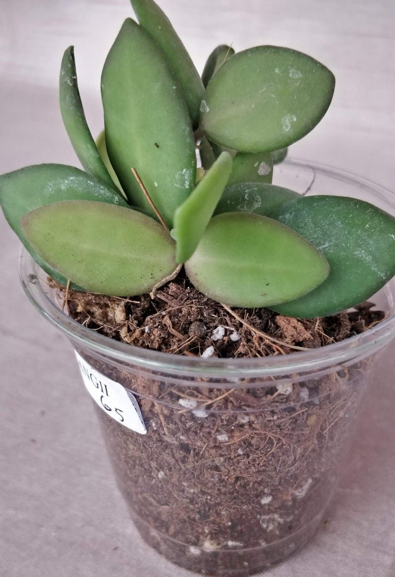 Hoya Bilobata - Image 6