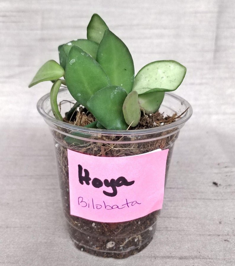 Hoya Bilobata - Image 5