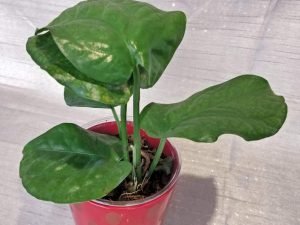 Amydrium Medium Green