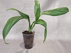 Epipremnum Amplissimum Silver Leaf