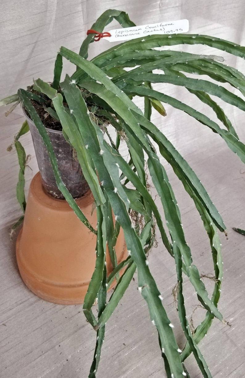 Anthurium Vittariforium (A) - Image 9