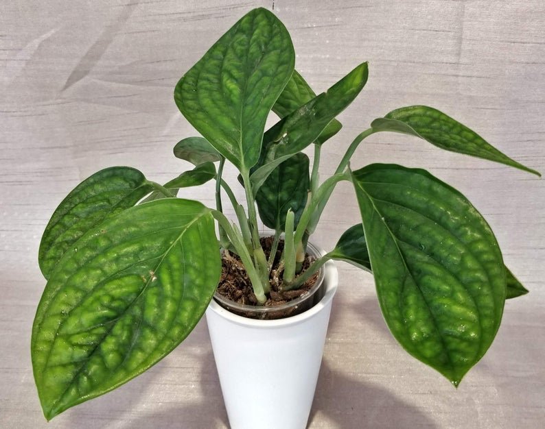 Monstera Peru - Image 2