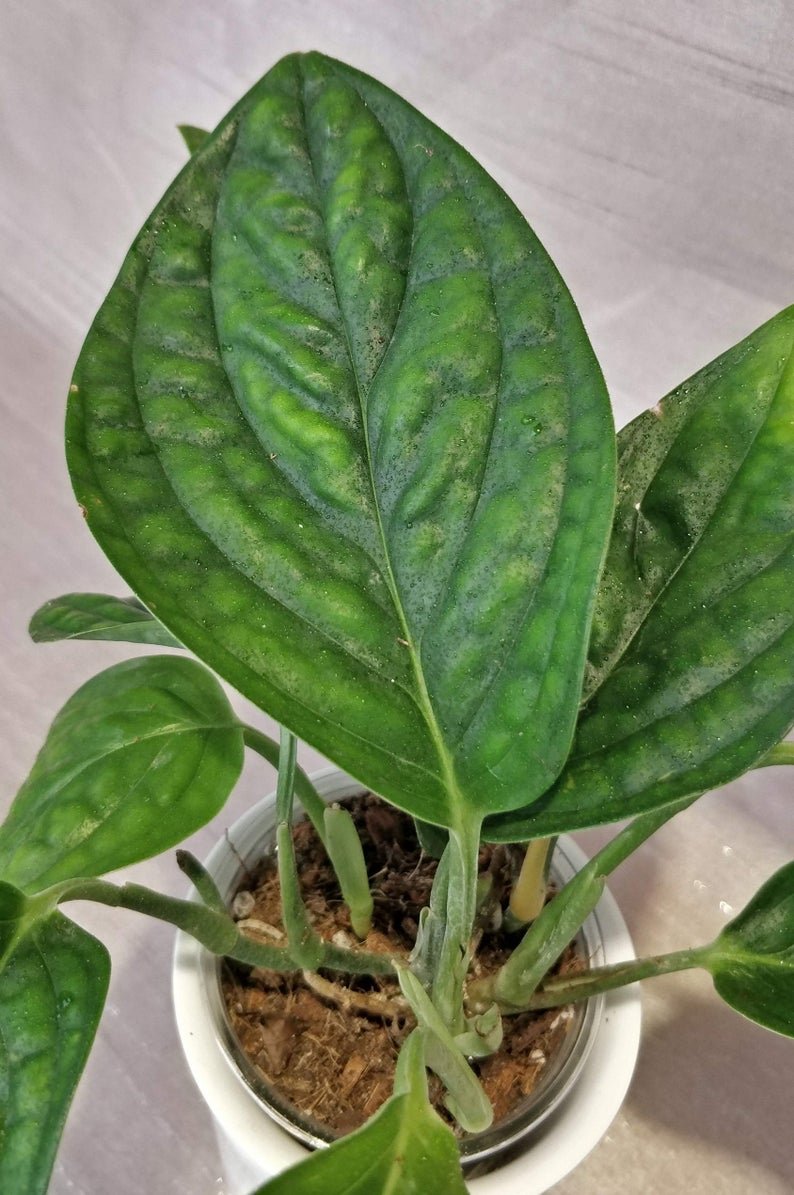 Monstera Peru - Image 3