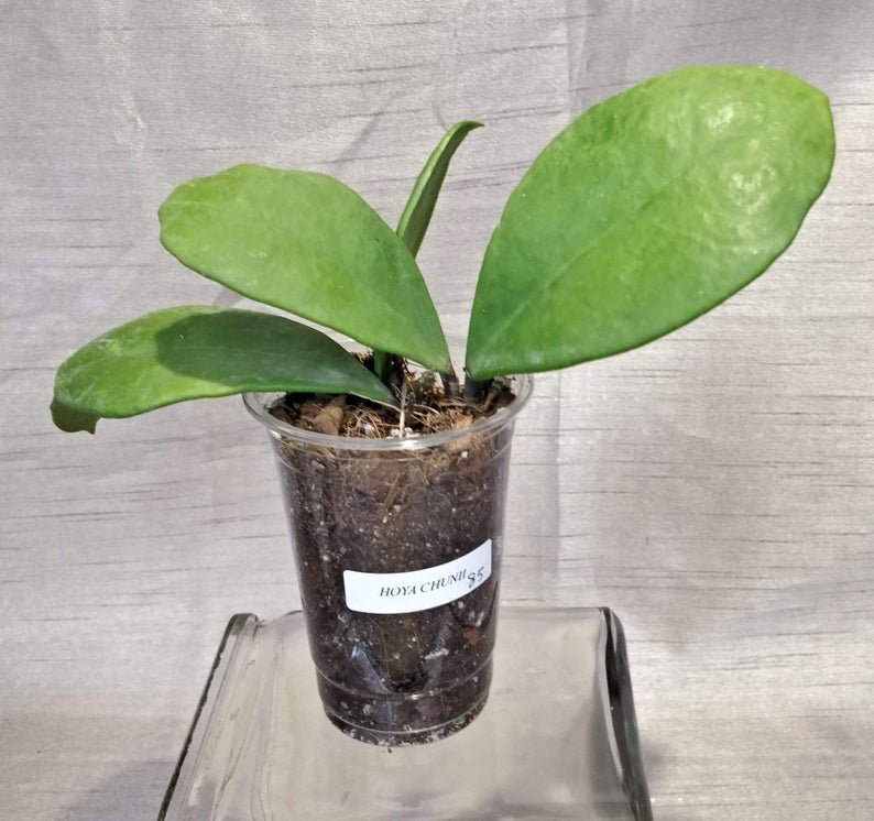 Hoya Chuniana AKA Hoya Chunii