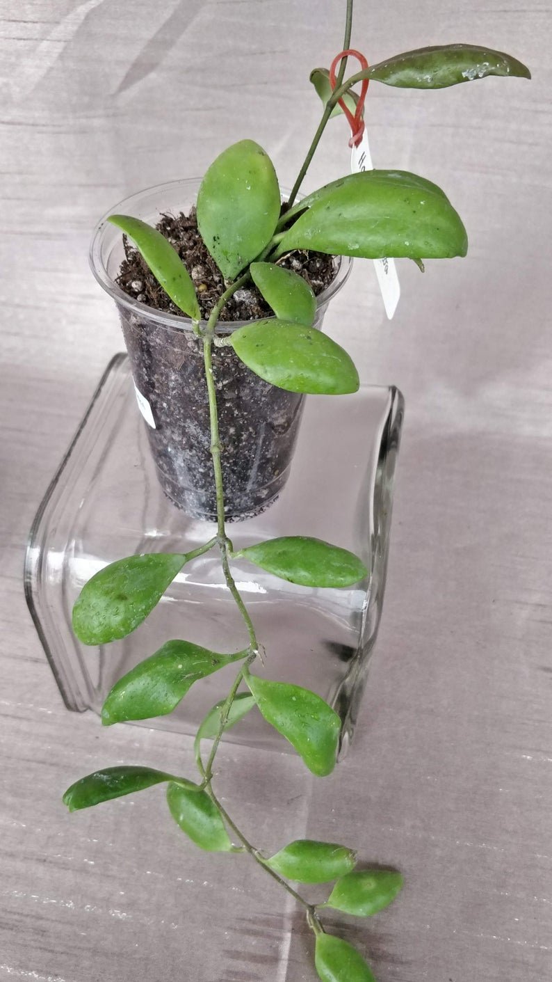 Hoya Pallilimba - Image 8