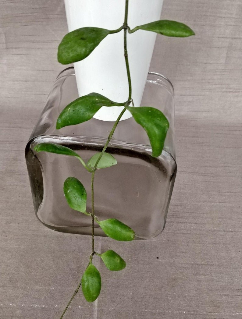 Hoya Pallilimba - Image 7