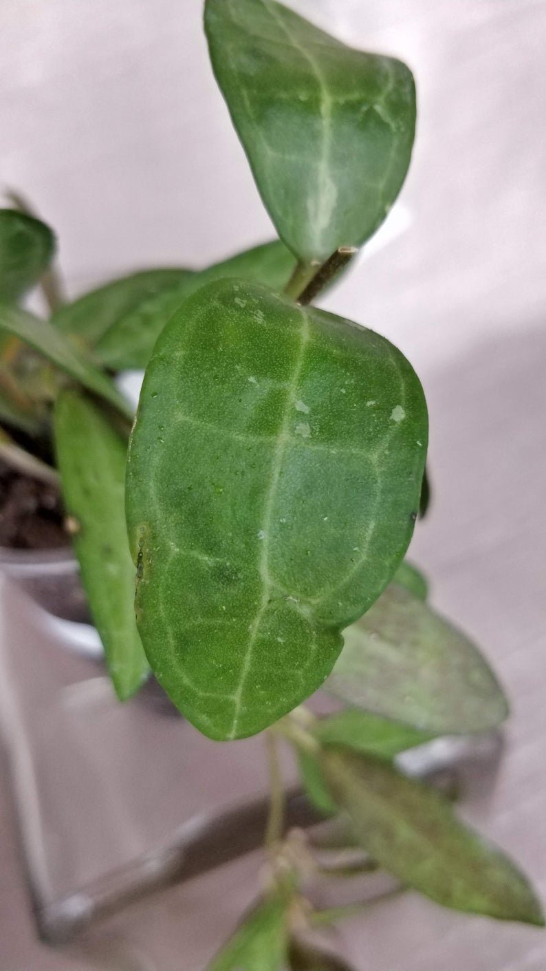 Hoya Elliptica (Extra Large) - Image 2