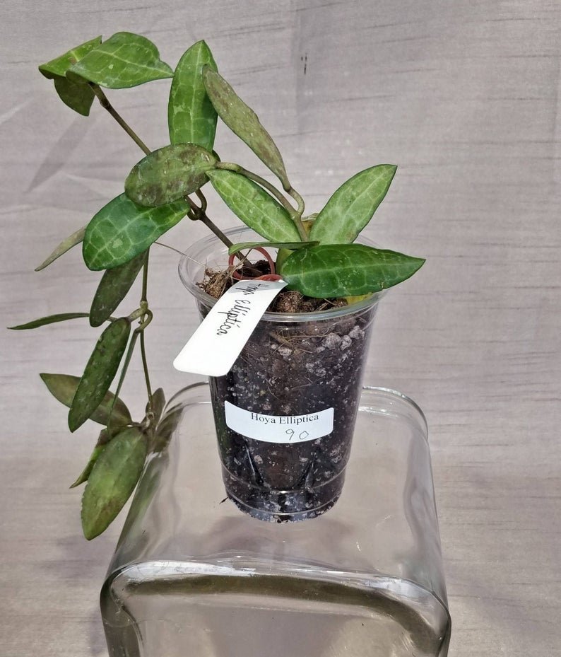 Hoya Elliptica (Extra Large) - Image 3
