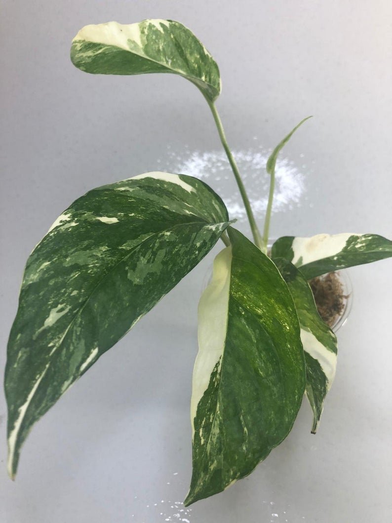 Epipremnum Pinnatum - White Variegated (Large) - Image 10