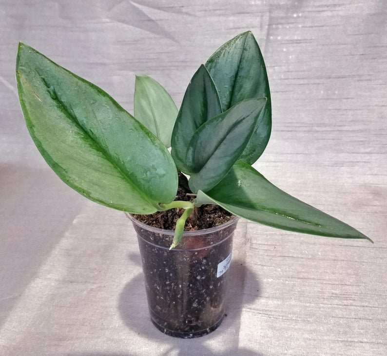 Scindapsus Treubii - Moonlight (Small) - Image 5