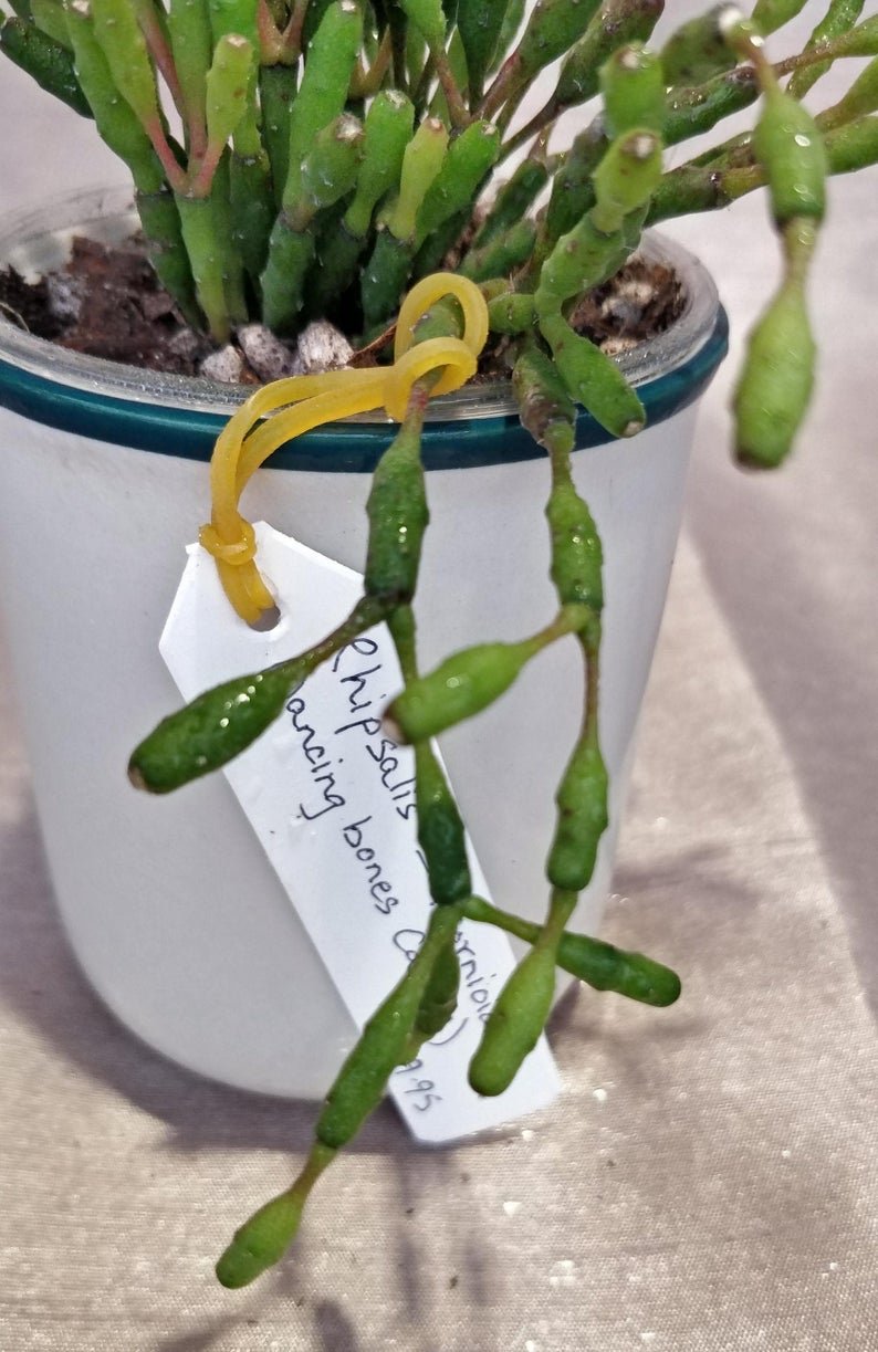 Rhipsalis Salicarnioides | TropicalXay - Image 5