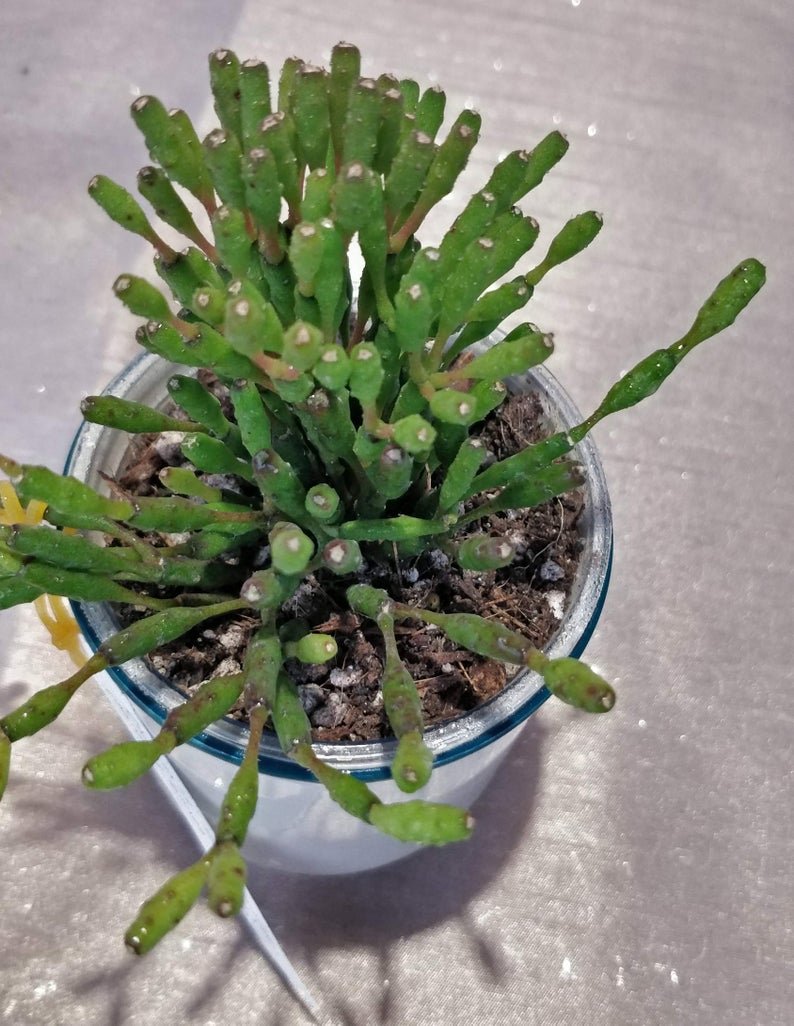 Rhipsalis Salicarnioides | TropicalXay - Image 4