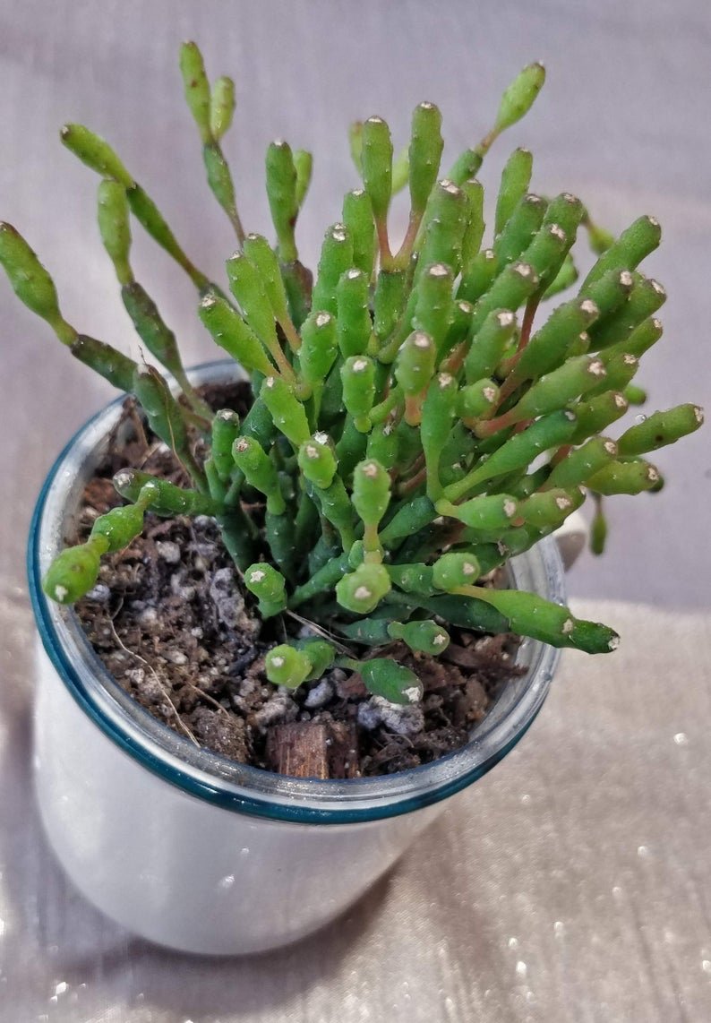 Rhipsalis Salicarnioides | TropicalXay - Image 3