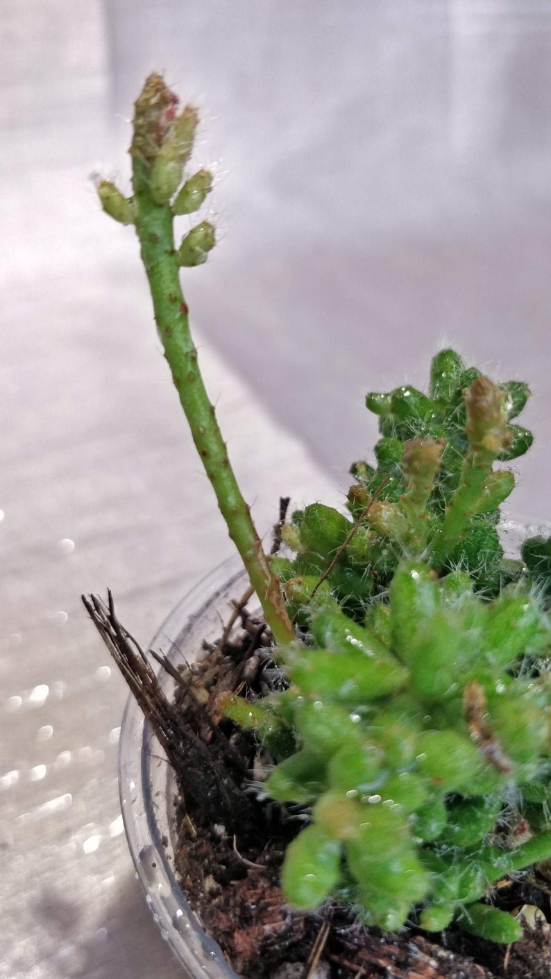 Rhipsalis Mesembryantnemoides - Image 3