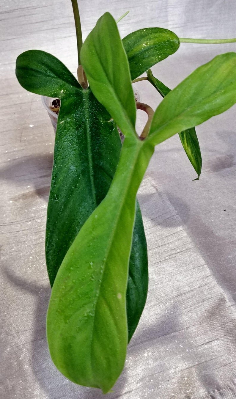 Philodendron 69686 - Image 5