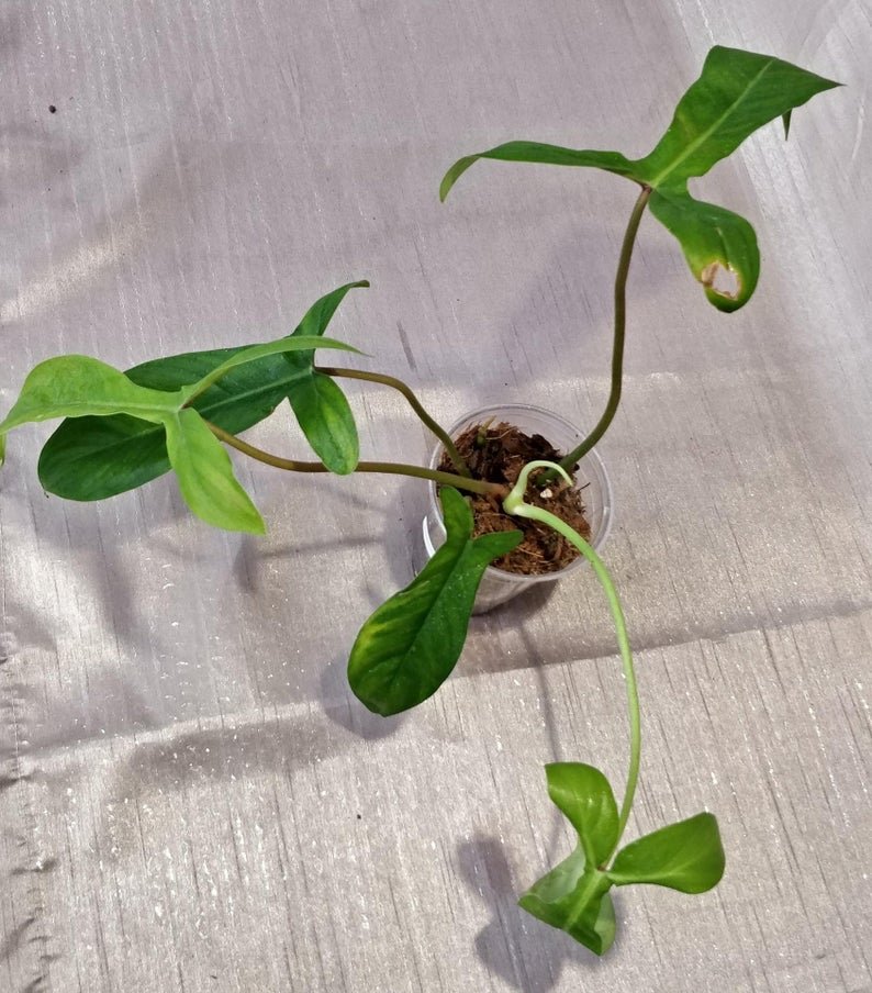 Philodendron 69686 - Image 6