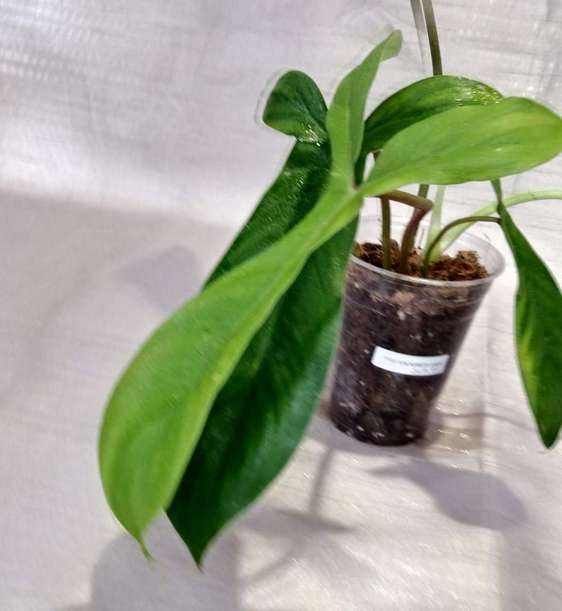 Philodendron 69686 - Image 7