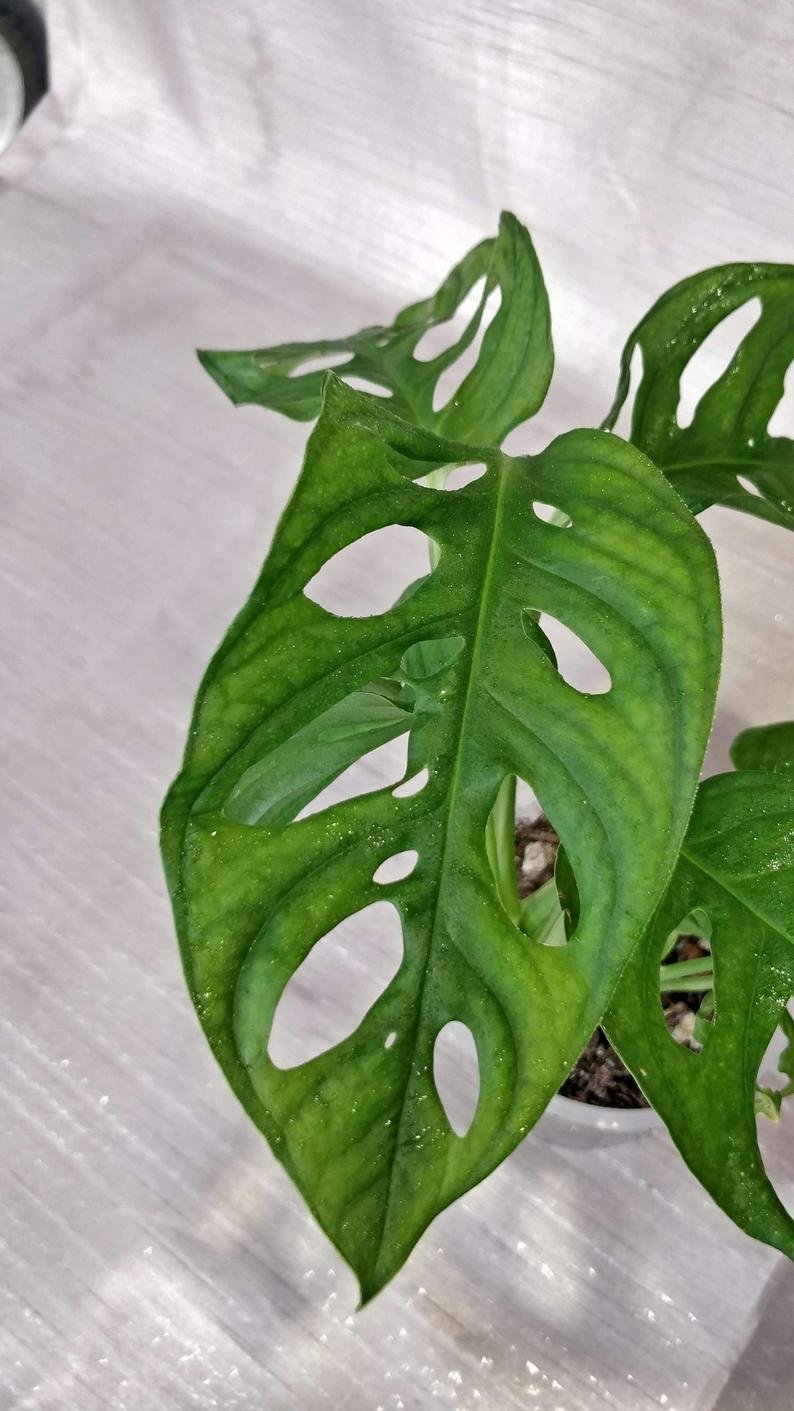 Monstera Lechleriana - Image 7