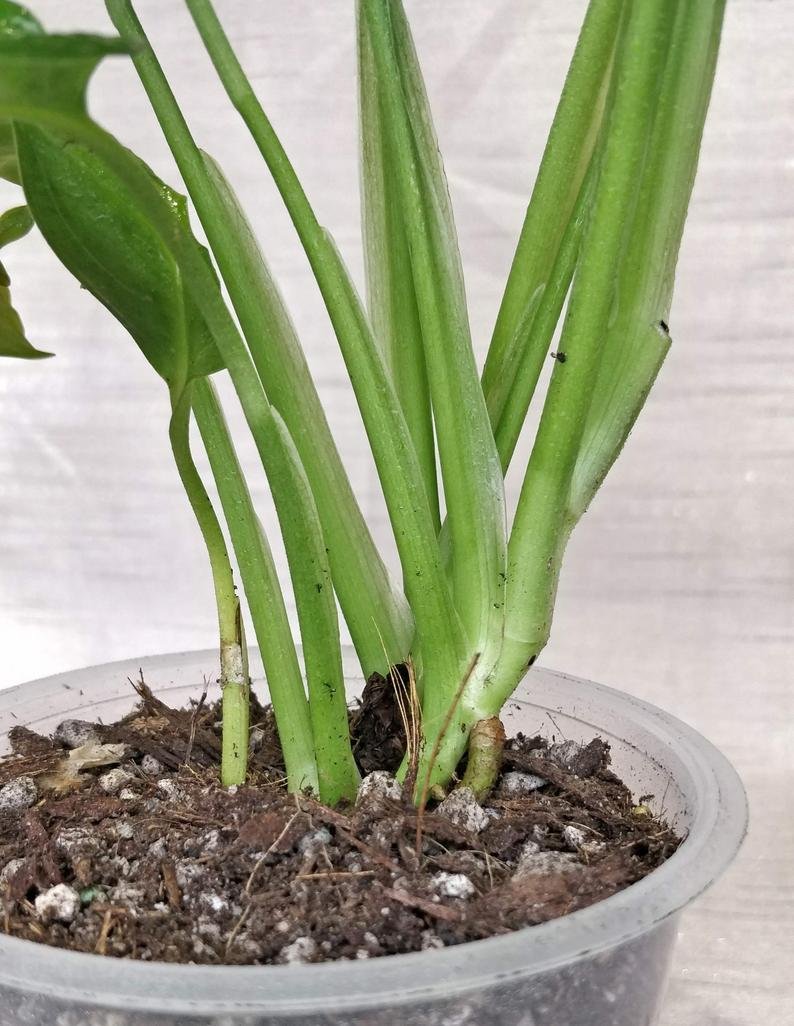 Monstera Lechleriana - Image 6