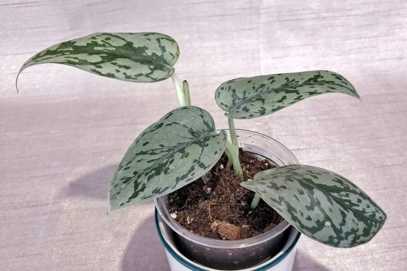 Scindapsus Pictus 'Silver Lady' (4 Leaves) - Image 7