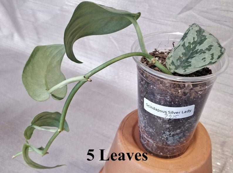 Scindapsus Pictus 'Silver Lady' (4 Leaves) - Image 9