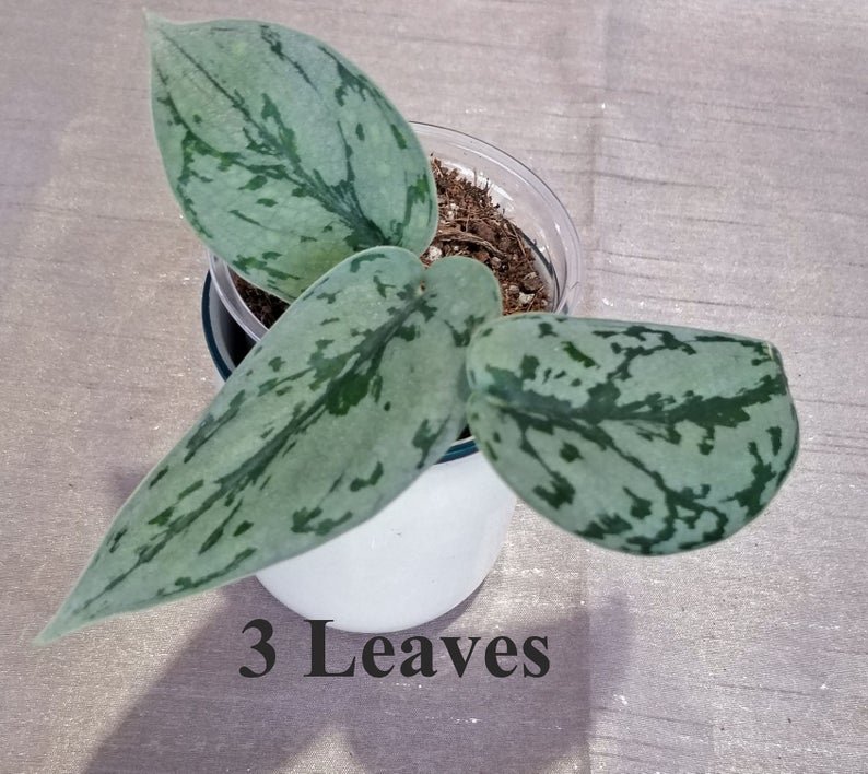 Scindapsus Pictus 'Silver Lady' (4 Leaves) - Image 10