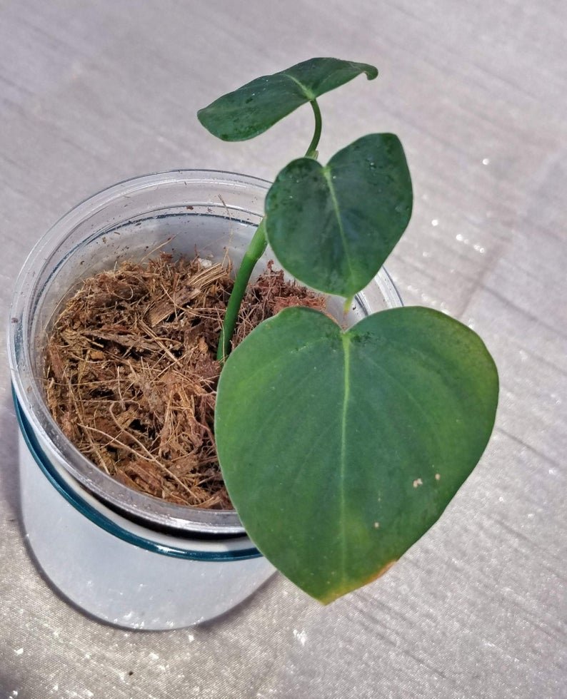 Philodendron Lupinum - Image 4